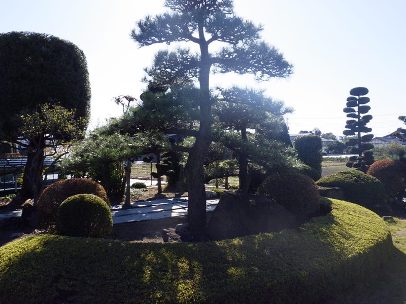 庭木を整える剪定作業