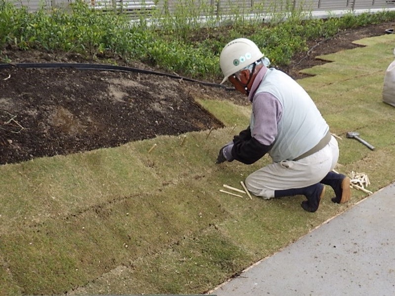 芝生を植栽する作業